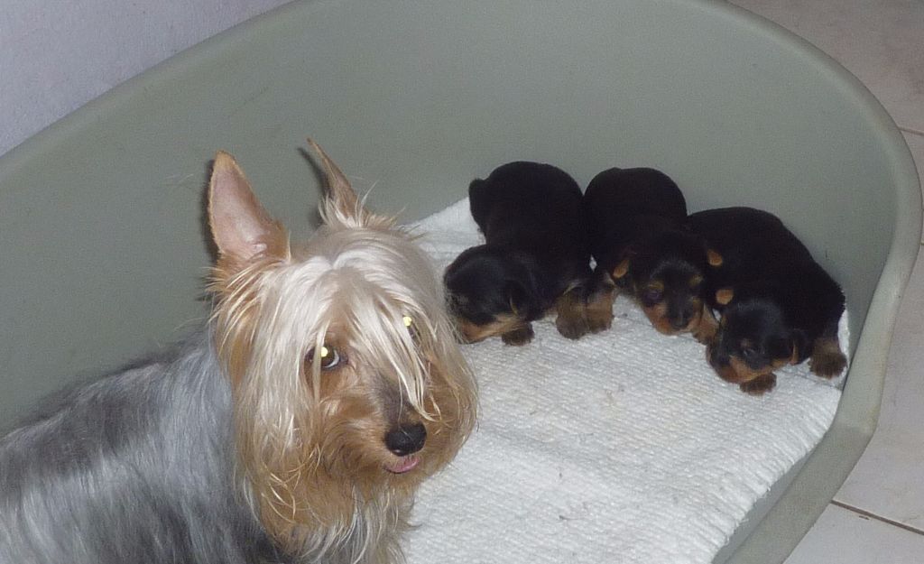 of Silky's Paradise - PUPS ON DISCOVERING