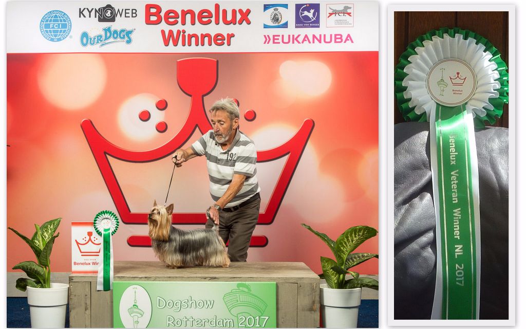 of Silky's Paradise - CACIB ROTTERDAM 30.07: BENELUX VET WINNER/VET BOB/BOB ->VET CH NL