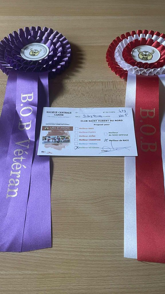 of Silky's Paradise - CAC LIEU ST AMAND (FR) 14.09.25: VET BOB/BOB