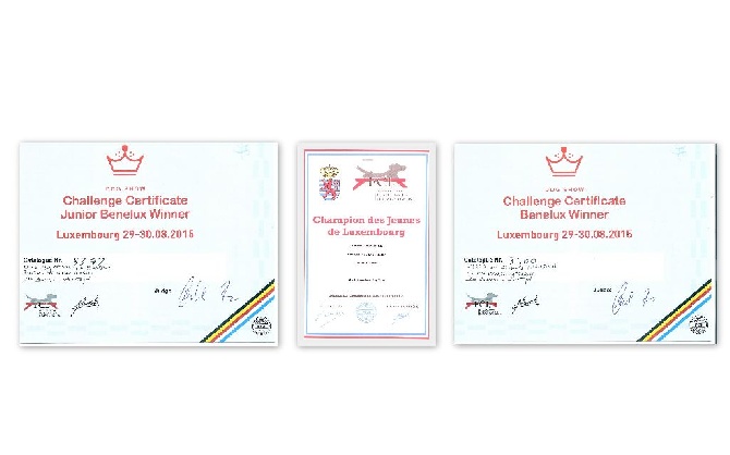 of Silky's Paradise - CACIB LUXEMBOURG 30.08:J BEN WINNER+J LUX CHAMP / BEN WINNER+BEN CHAMP