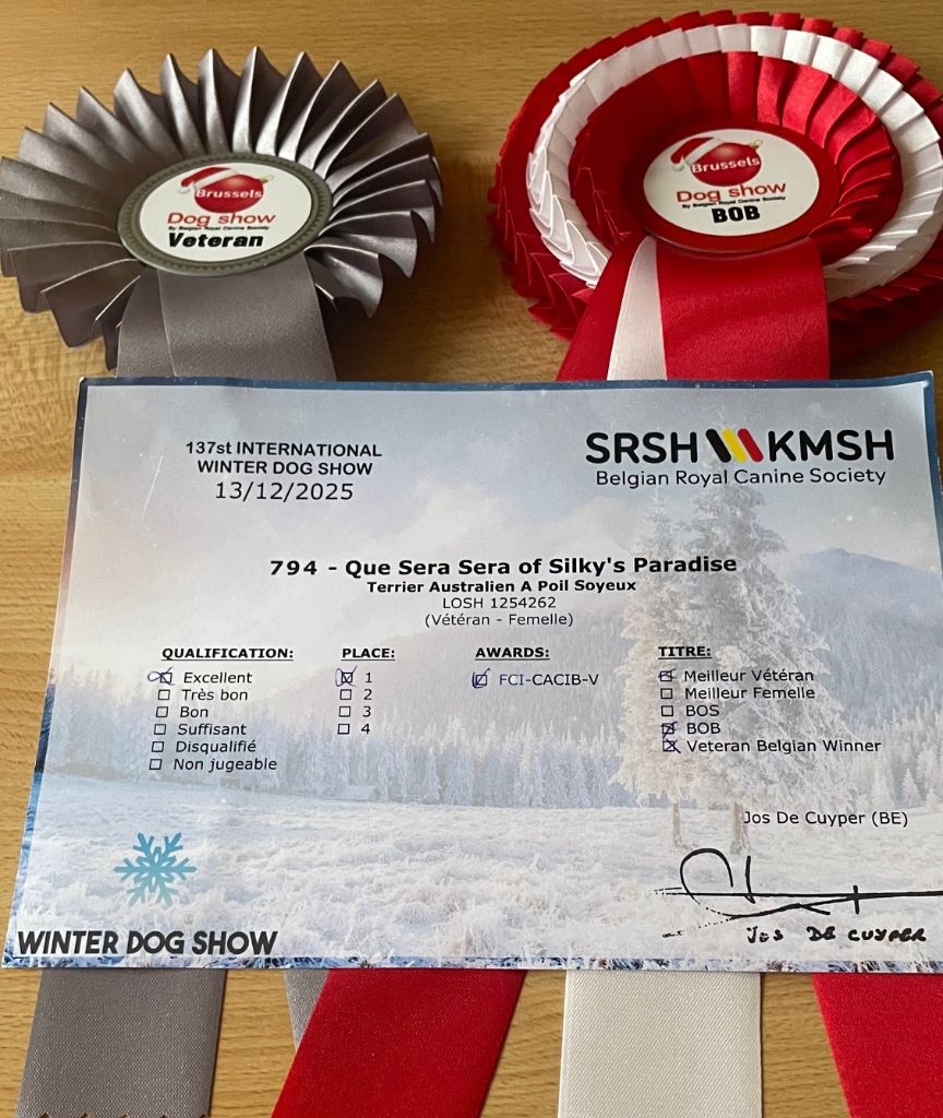 of Silky's Paradise - CACIB BELGIAN WINNER BRUSSELS 13.12:25: BOB VET&BOB/VET BELGIAN WINNER