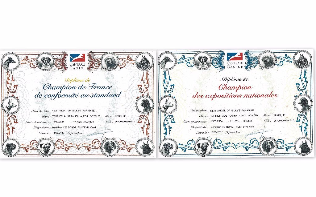 of Silky's Paradise - NICE ANGEL: CERTIF 2 FR CHAMPION TITLES