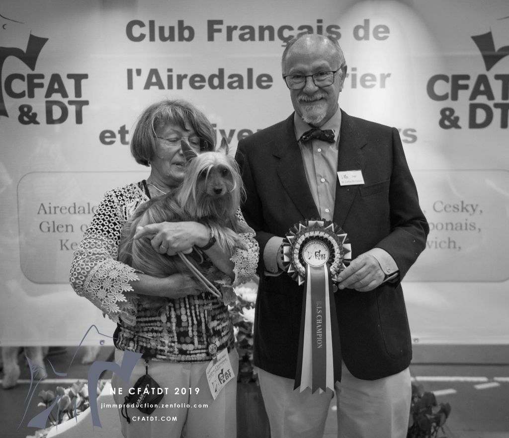 of Silky's Paradise - N.E.12.10.19 CHARVIEU-CHAVAGNEUX (FR): 2 CH FR(CS) & 1 CH FR VET