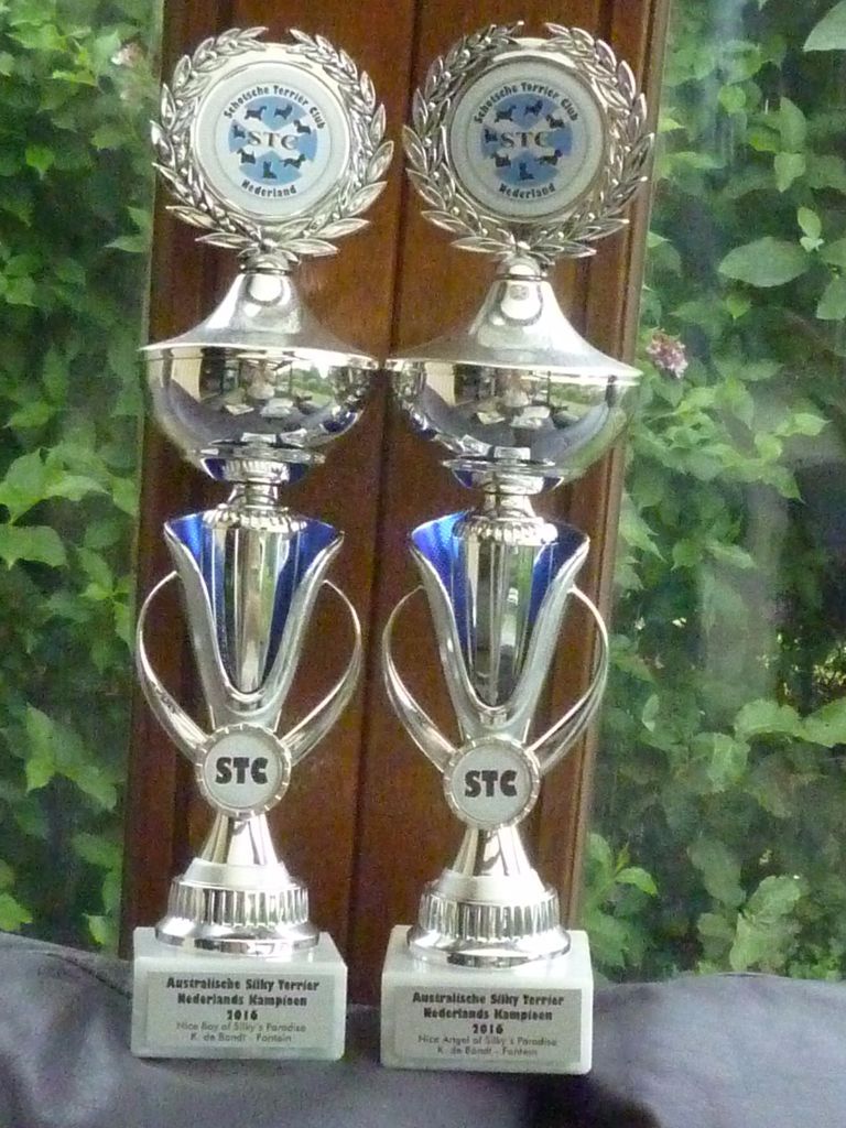 of Silky's Paradise - CUPS NL CHAMPION 2016