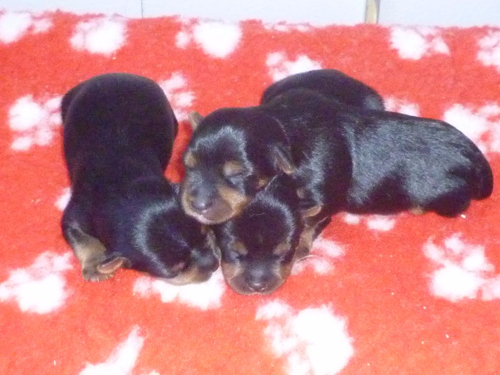 of Silky's Paradise - PUPS BORN 09.06.2017