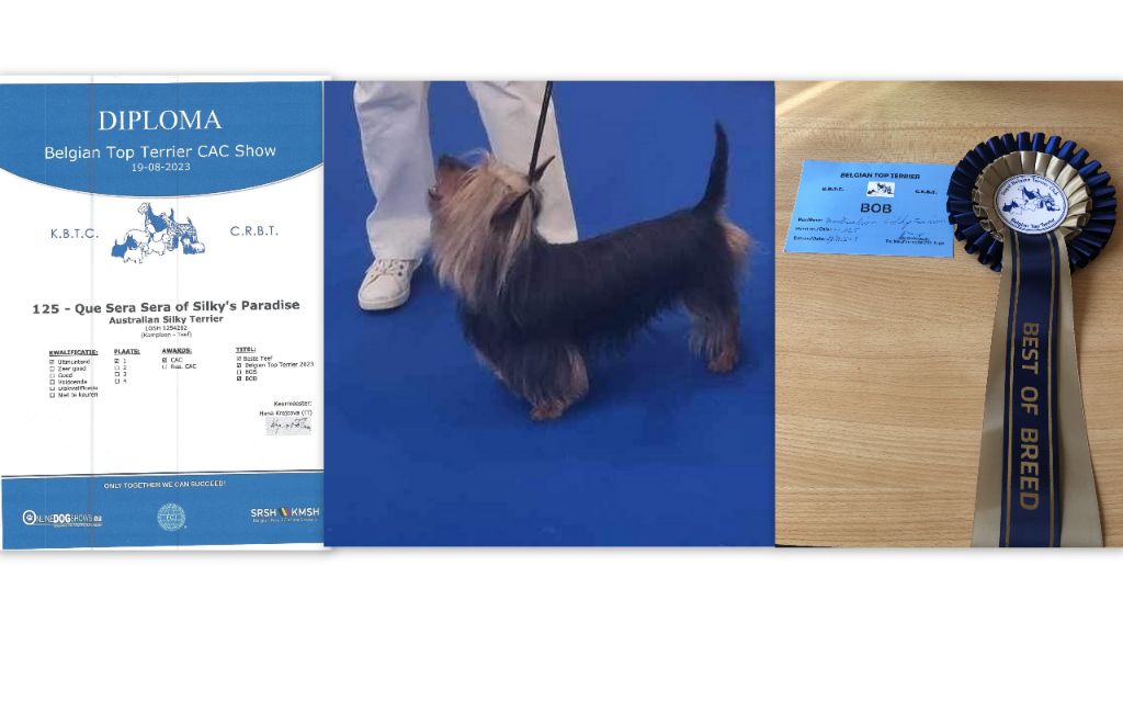 of Silky's Paradise - BTTS(CRBT-KBTC) CAC(B) 19.08.23: BOB & BELGIAN TOP TERRIER