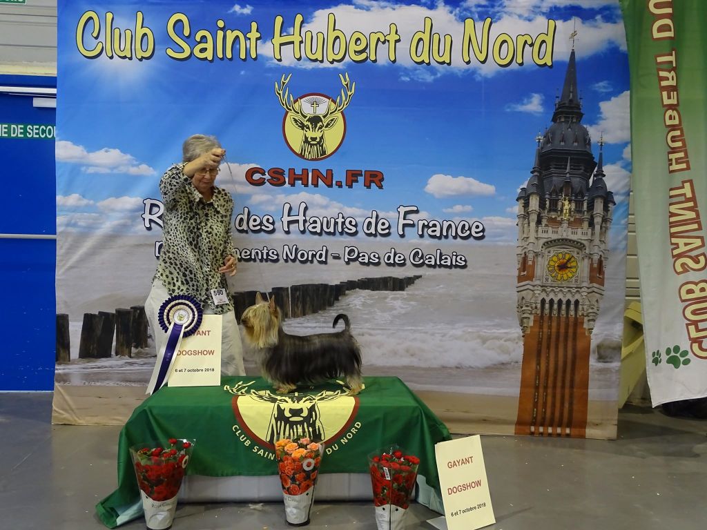of Silky's Paradise - CACIB DOUAI (FR) 06.10: BOB & Presel Top 6 (Gr 3)