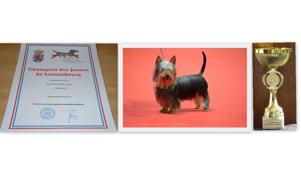 of Silky's Paradise - QUE SERA SERA: CERTIF & CUP JUNIOR CHAMPION LUX