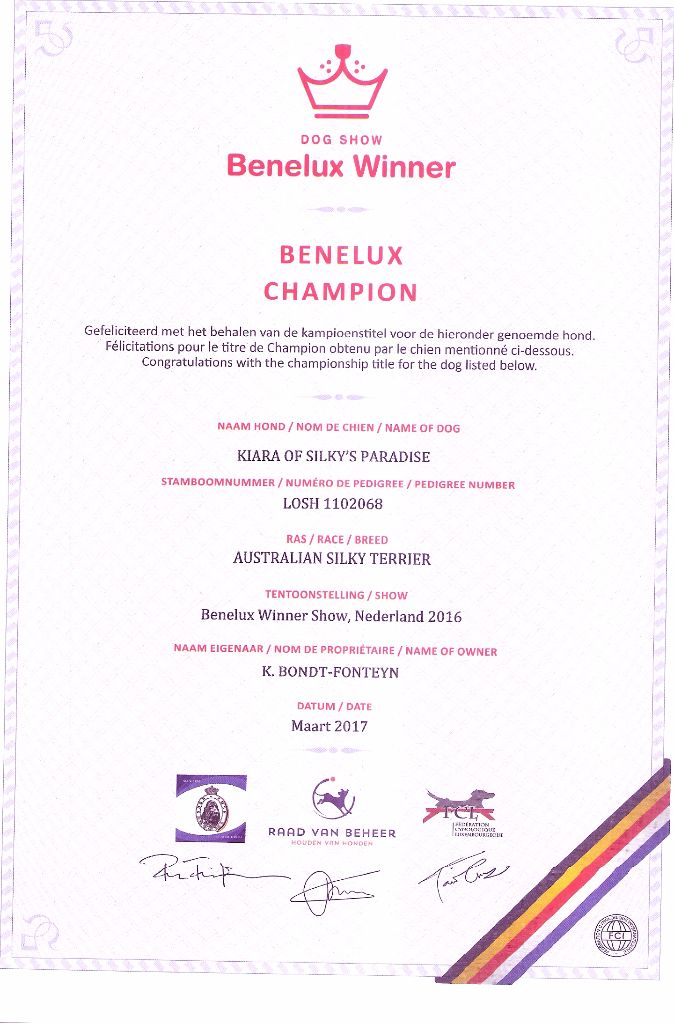 of Silky's Paradise - KIARA: CERTIF CHAMPION BENELUX