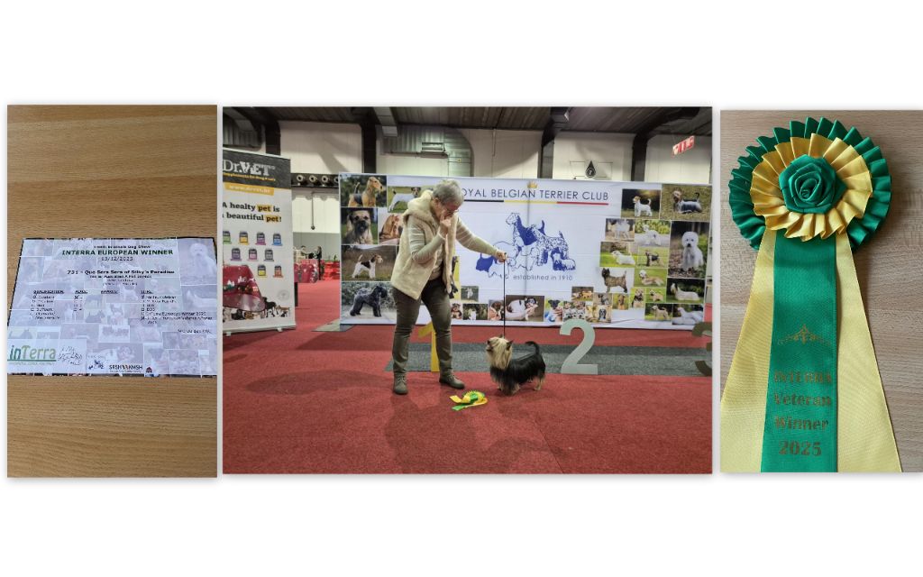 of Silky's Paradise - CAC INTERRA  BRUSSELS 13.12:25:BOB VET / INTERRA EUROPEAN VET WINNER