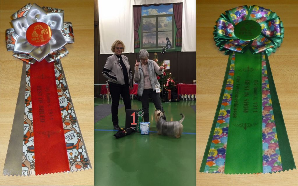 of Silky's Paradise - KFT CAC BORNHEIM-HERSEL(D)15.12.19:VET BOB&BOB&BIS VET+CAC->CH D(VDH)