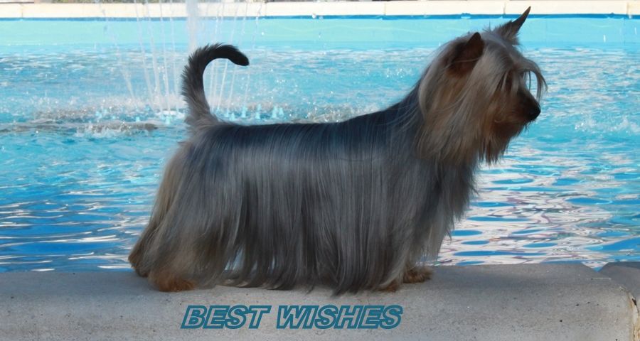 of Silky's Paradise - WISH YOU ALL A HAPPY AND HEALTHY 2026