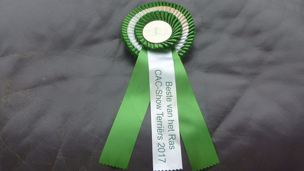 of Silky's Paradise - TERRIER SHOW WIJCHEN (NL) 12.03: SECOND CHAMPION START & BOB