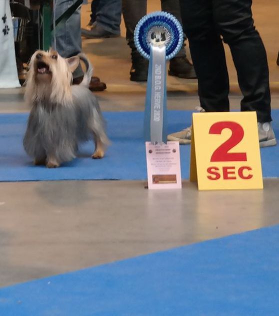 of Silky's Paradise - SPRING OPEN SHOW HERVE (B) 01.03.20: VET BOB&BOB&2nd BOG->CH VET BE