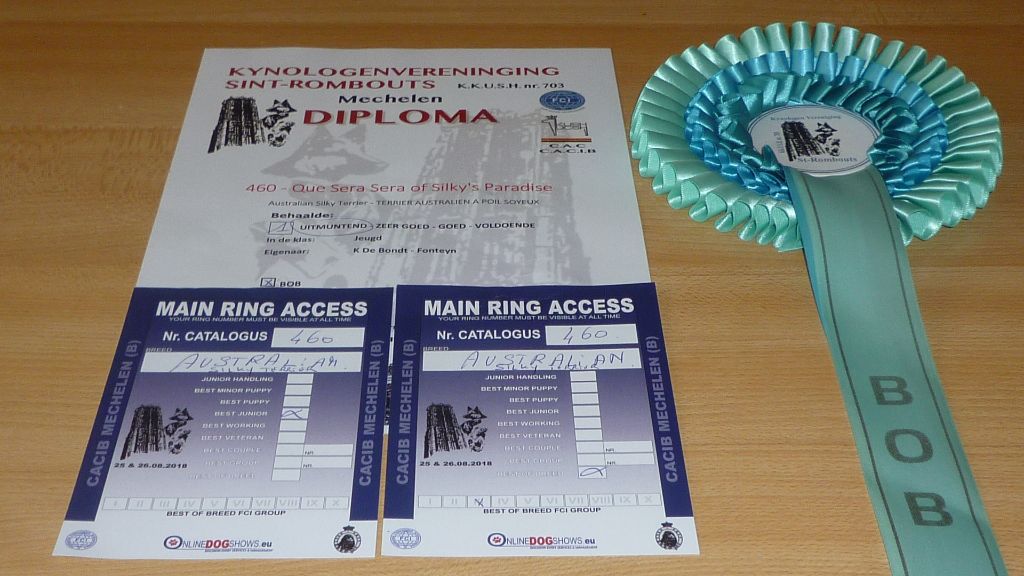 of Silky's Paradise - CACIB MECHELEN (B) 25.08: JR BOB / BOB & BEST JR TERRIER 1 -> JR CH BE