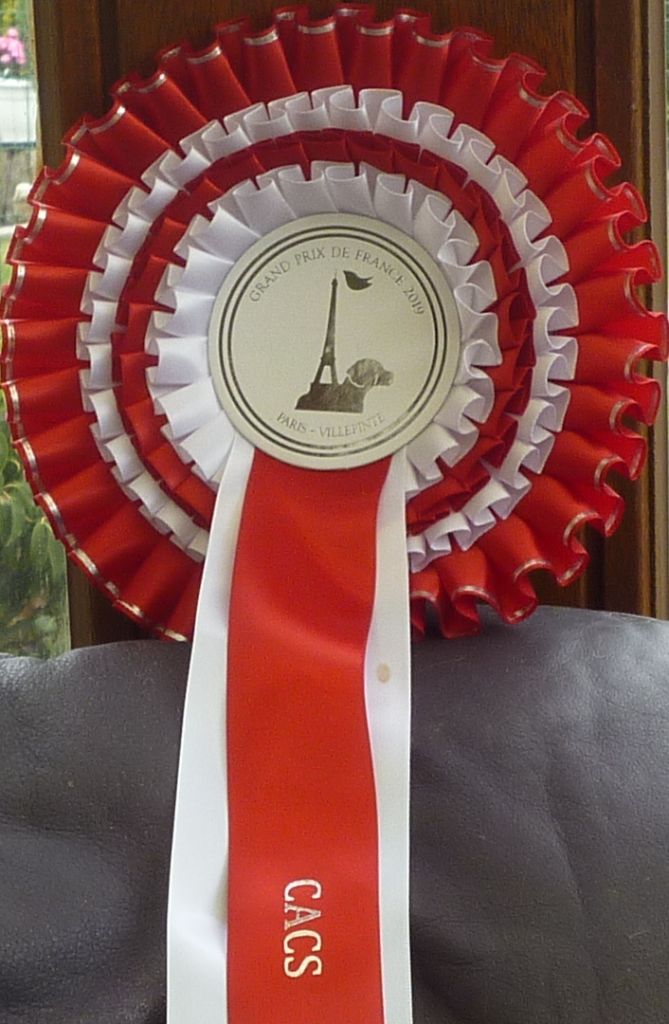 of Silky's Paradise - CAC SPEC CFATDT & CH FR PARIS 'VILLEPINTE' (FR) 1 & 2.06: CAC+VG