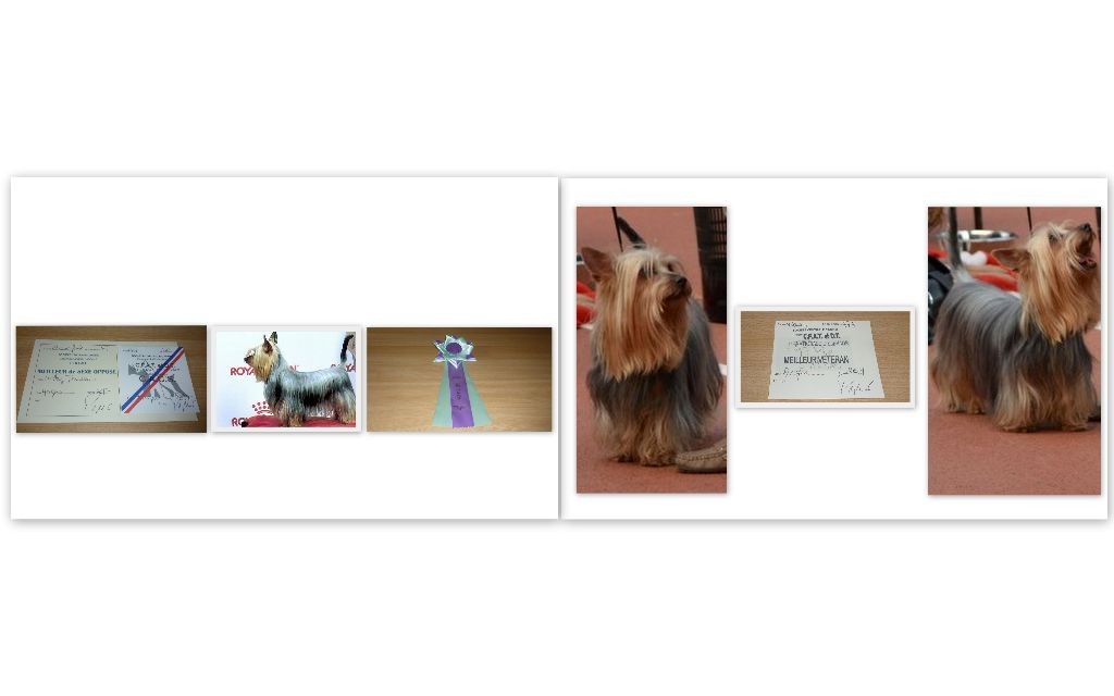 of Silky's Paradise - N.E. 25.03 ANGERS (FR): 1 CHAMPION TITLE & 1 CACS