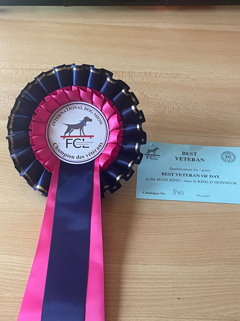 of Silky's Paradise - CACIB LUXEMB 07.04:24 VET BOB -> VET CH LUX