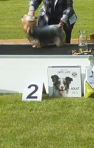 of Silky's Paradise - JR & VET DAY BONHEIDEN (B) 23.04: BIS VET 2