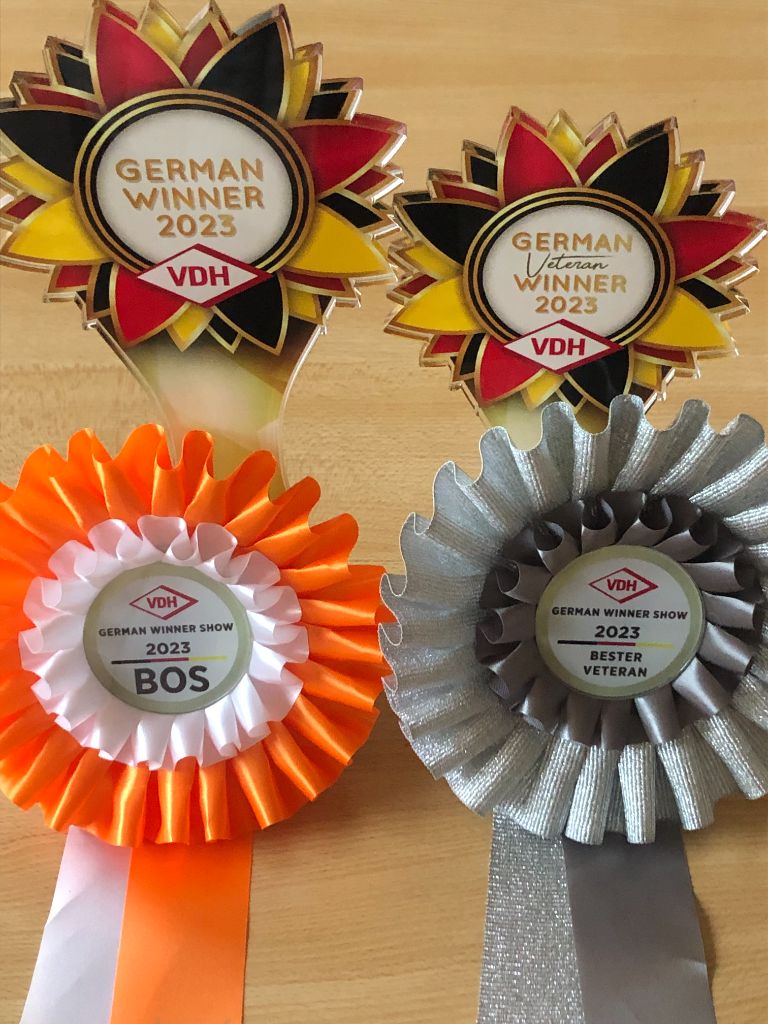 of Silky's Paradise - CACIB GELSENKIRCHEN(D) 30.07.23: GERMAN WINNER + GERMAN VET WINNER