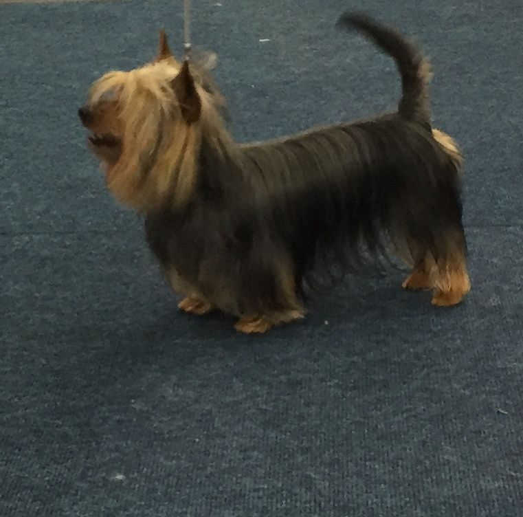 of Silky's Paradise - CACIB DORTMUND 17.05 + 19.05: CAC(VDH) + R.CAC(KFT) & R.CACIB