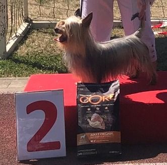 of Silky's Paradise - OPEN SHOW (CRBT-KBTC) GERAARDSBERGEN(B)15.05.22:VET BOB/BOB/BIS VET 2