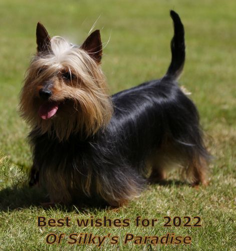 of Silky's Paradise - WISH YOU ALL A HAPPY AND HEALTHY 2022