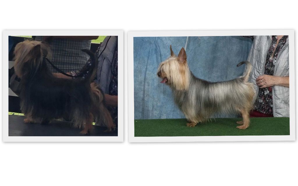 of Silky's Paradise - STC CAC KAMP CLUBMATCH APELDOORN (NL) 15.08.21: VET BOB&BOB&BIS VET