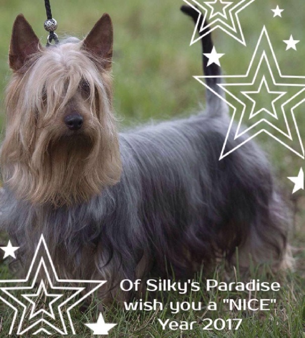 of Silky's Paradise - HAPPY NEW YEAR 2017