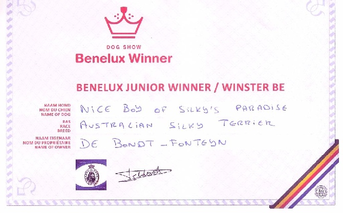 of Silky's Paradise - NICE BOY: CONF BENELUX J WINNER (B) 2015