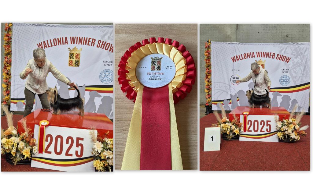 CACIB MONS (B) 04.10.25: VET BOB & /WALLONIA WINNER SENIOR