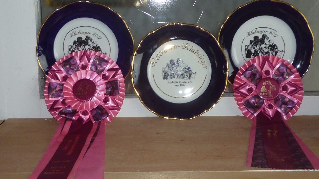 of Silky's Paradise - KFT KLUBSIEGER 16.07: 3 SIEGER TITLES & VET BOB/BOS/BOB -> VET CH (D)
