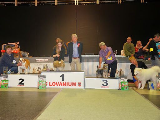 of Silky's Paradise - JR & VET DAY AARSCHOT (B) 27.04: PUPPY BIS 3