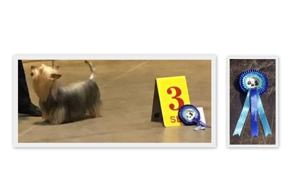 of Silky's Paradise - SPRING OPEN SHOW HERVE (B) 05.03: NEW CHAMPION START&BOG 3