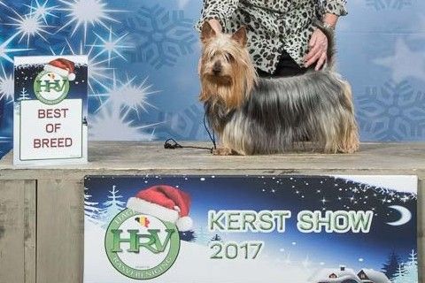 of Silky's Paradise - CHRISTMAS SHOW LANDEN (B) 23.12: VET BOB & BOB