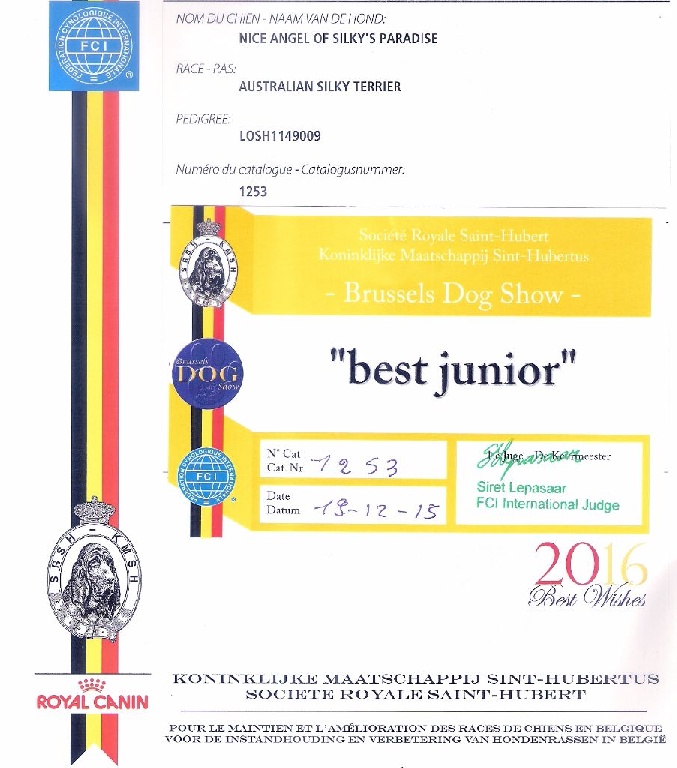 of Silky's Paradise - BRUSSELS DOGSHOW (B) 19.12: 2 J BENELUX WINNER + 1 VET BENELUX WINNER