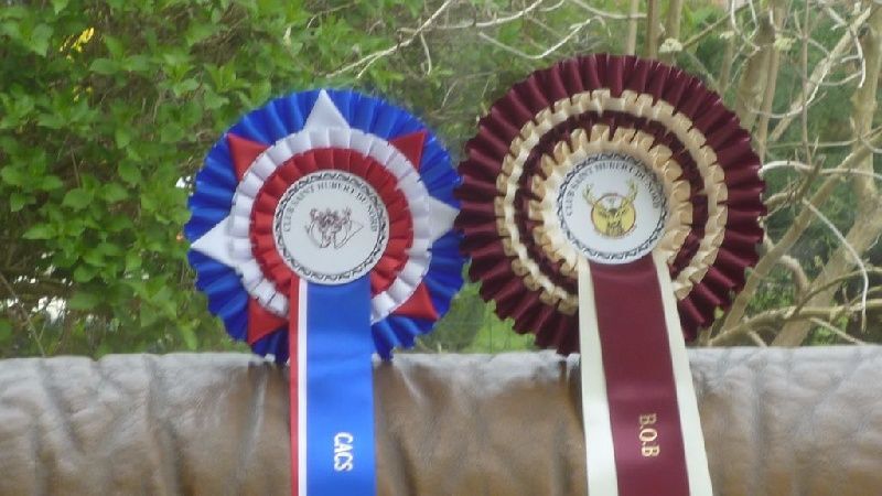 of Silky's Paradise - CAC MAUBEUGE (FR) 20.10.19: BOB