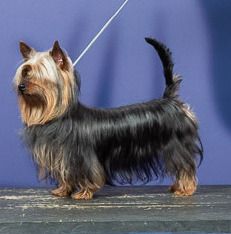 of Silky's Paradise - CAC MAUBEUGE & CACIB ANTWERPEN 13+14.04: BOB