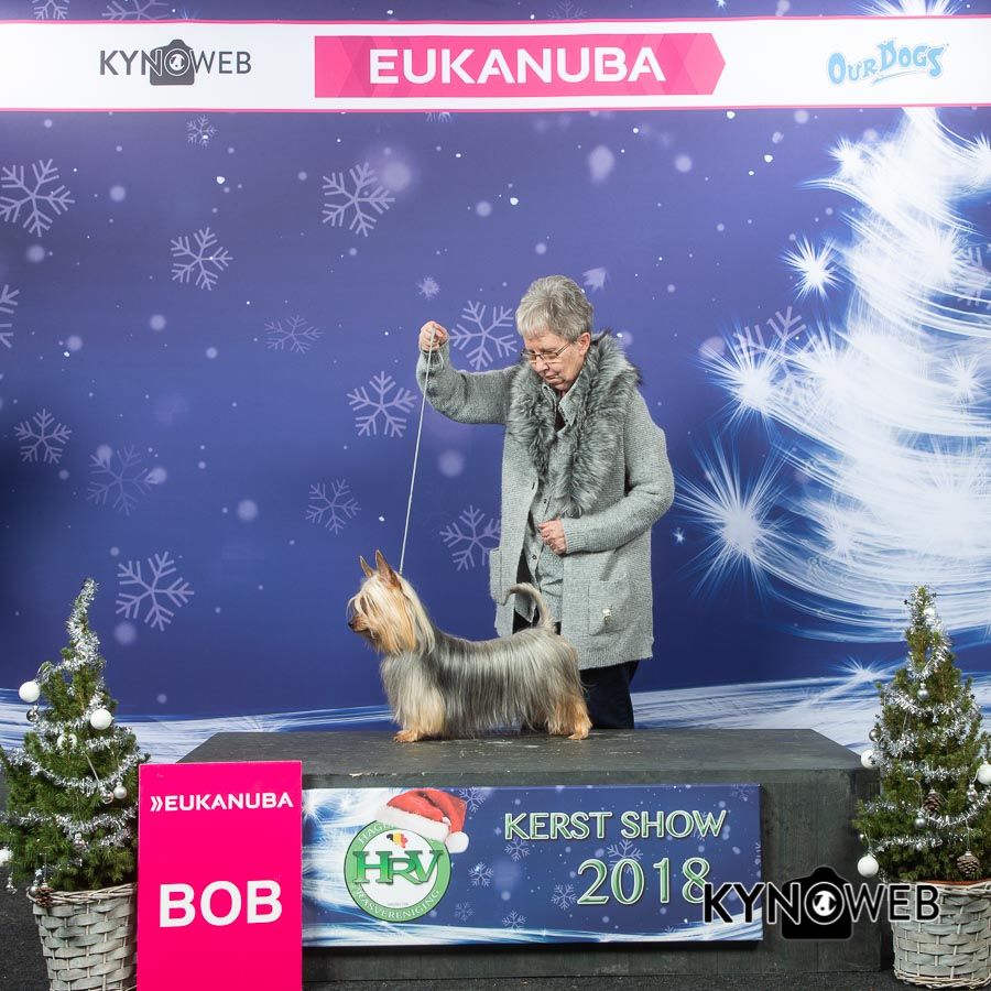 of Silky's Paradise - CHRISTMAS SHOW LANDEN (B) 29.12.18: BOB
