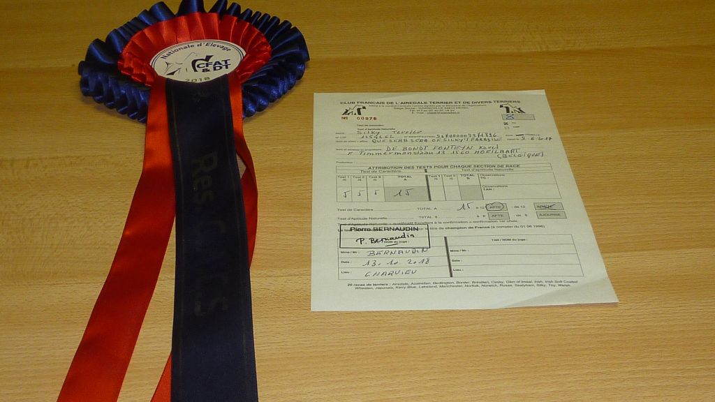 of Silky's Paradise - N.E.13.10 CHARVIEU-CHAVAGNEUX (FR): JR CH FR