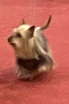 of Silky's Paradise - CACIB BRUSSELS DOGSHOW (B) 17.12:23: VET BELGIAN WINNER/ BOB VET & BOB