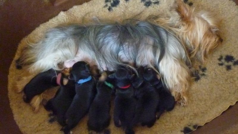 of Silky's Paradise - Australian Silky Terrier - Portée née le 13/07/2014
