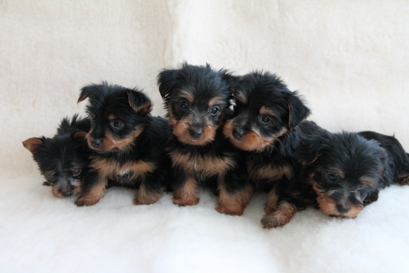 of Silky's Paradise - Australian Silky Terrier - Portée née le 27/03/2012
